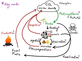 Carbon and Nitrogen cycles CCEA