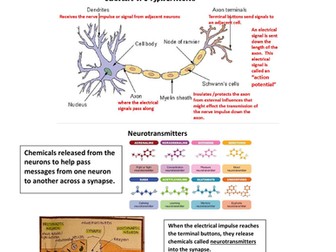 Edexcel IAL Psychology Unit 2 Complete Revision (Theories and Studies)
