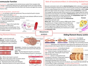 IB SEHS Topic 4 - Movement Analysis