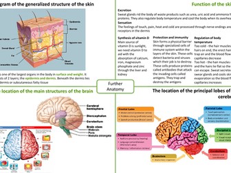 IB HL SEHS Topic 7 - Further Anatomy