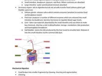 IB biology topic 6- Human Physiology