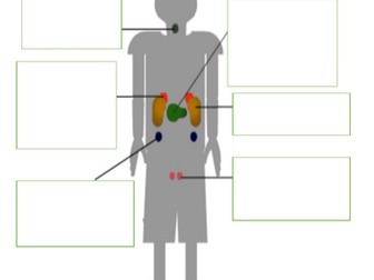 Endocrine system lesson