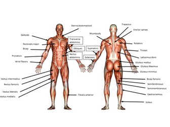 Unit 2: Functional Anatomy in Sport (Muscular system)