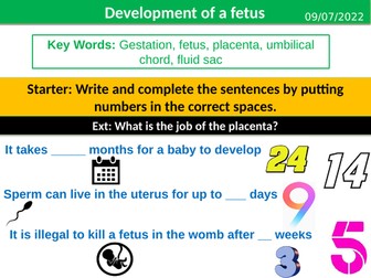 Development of a Fetus