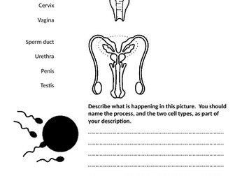 Human Reproduction Worksheet