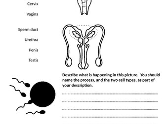 Human Reproduction Worksheet