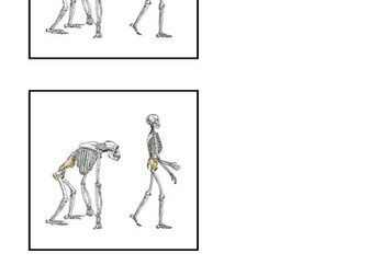 Evolution and Inheritance - human evolution Year 6