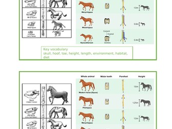 Evolution and Inheritance  - horse fossils Year 6