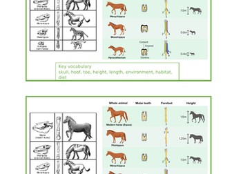 Evolution and Inheritance  - horse fossils Year 6