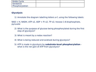 A-Level Biology - Respiration