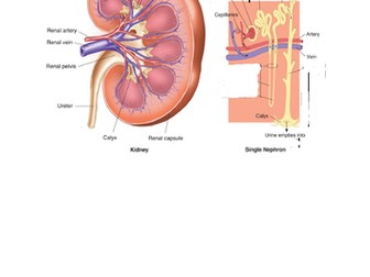 A-Level Biology - Kidneys