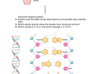 A-Level Biology - DNA, Protein Synthesis and Gene Expression