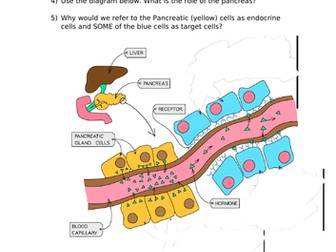 A-Level Biology - Homeostasis