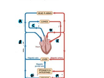 A-Level Biology - Animal Transport