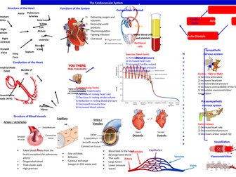 BTEC Physiology Knowledge Organisers