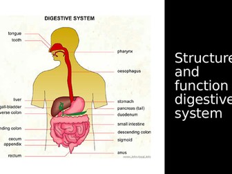 digestive system T-level health/biology