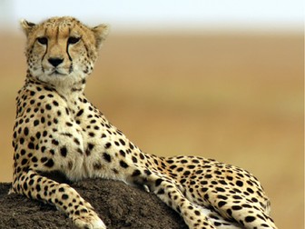 Cheetah rewilding