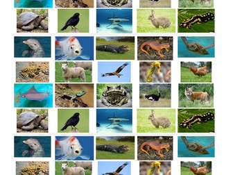 Animal Classification (Vertebrates)