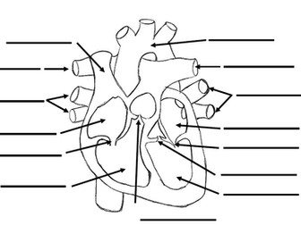 Heart structure Cross section Label