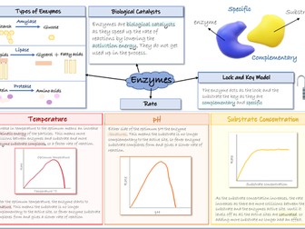 Enzymes Mindmap