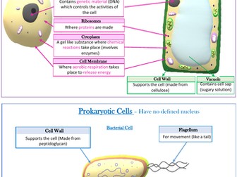 Cell Biology GCSE