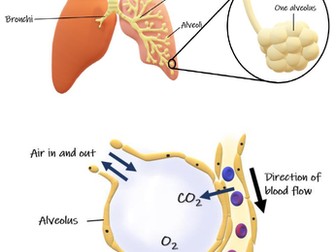 The Lungs and Gas Exchange Poster