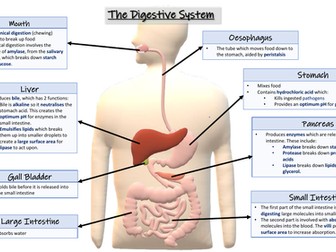 The Digestive System