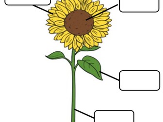 Labelling parts of a sunflower