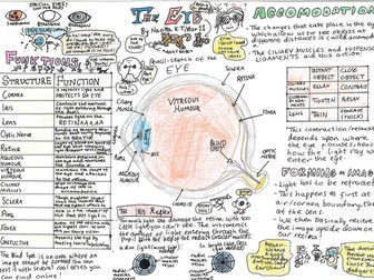 Structure and function of the eye poster - Pearson IGCSE Biology