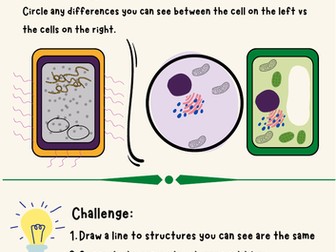 4.1.1.1 Eukaryotes and prokaryotes lesson pack