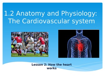 Cardiovascular system- How the heart works and blood transportation