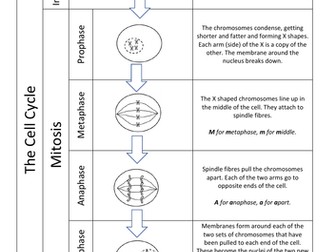 The Cell Cycle and Mitosis Information sheet Edexcel