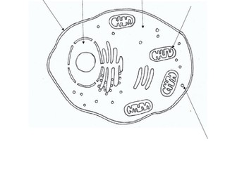 Biology Colouring: Animal Cell