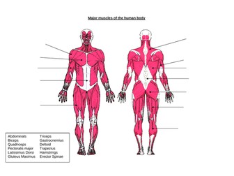 Muscular system