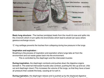 Topic 2- biology A level revision notes