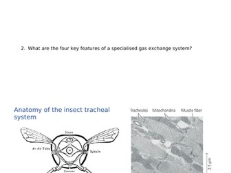 Free lesson resource Gas Exchange in Insects AQA Biology A Level