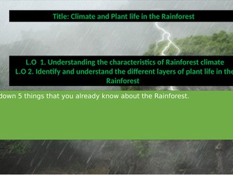 Different Layers of the Rainforest