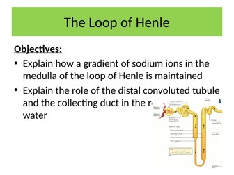 Osmoregulation in the loop of henle