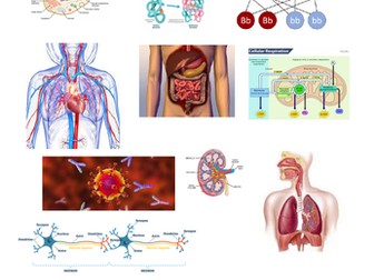 Human Biology Unit 1 Exam Questions