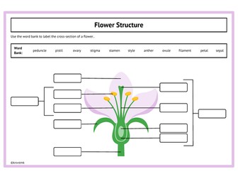 Label the Structure of  a Flower + Answers
