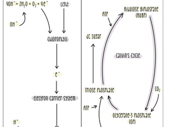 A2 Biology Respiration Flowchart