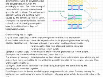 A2 Biology Microbiology Summary