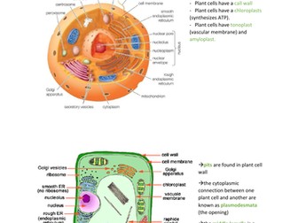 TOPIC 3 A LEVEL BIOLOGY EDEXCEL (A) - A* NOTES