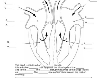Heart Diagram