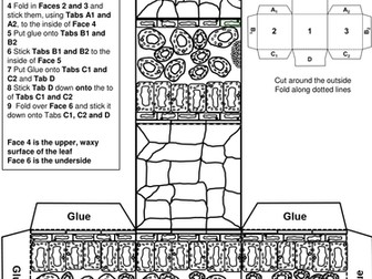 Plant leaf structure