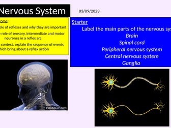 AQA A level Nervous System topic
