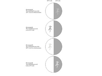 AQA A level Homeostasis