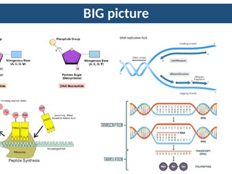 DNA Replication