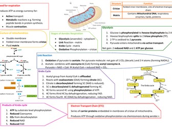 A Level Respiration