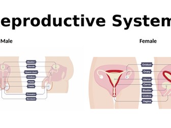 Unit 3: The structure, function and disorders of the reproductive system